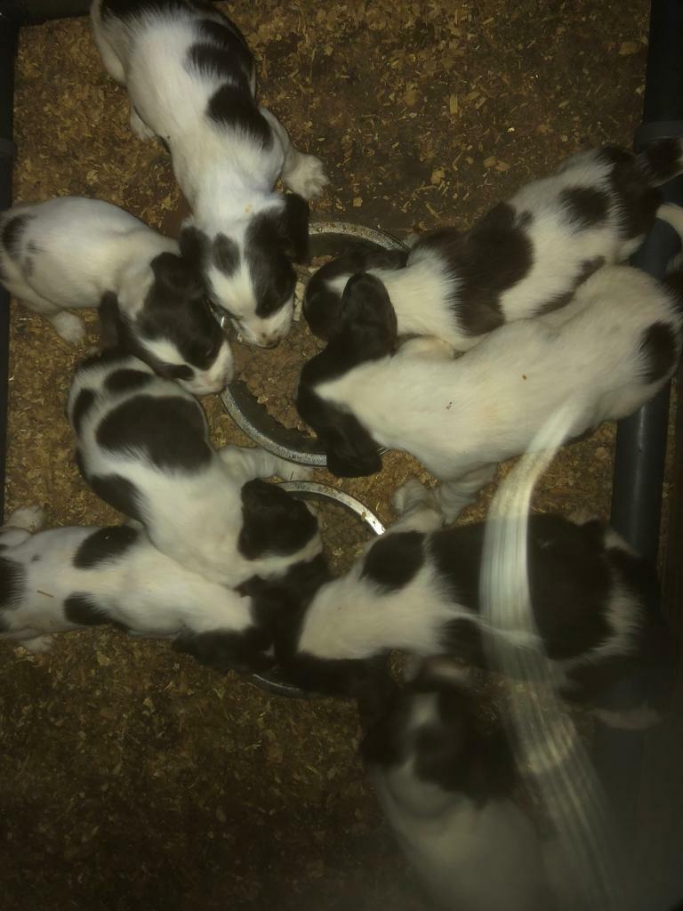 liver and white springer spaniel for sale